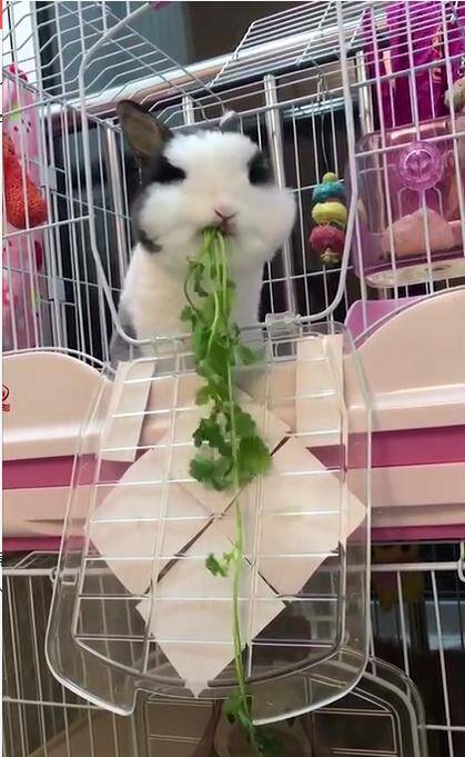 兔子特别挑食，主人买来香菜给它调味，网友：活的不如一只兔子！