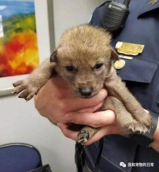网友捡到一只小狗带到警察局，警察：这货哪是狗？这是一只小狼！