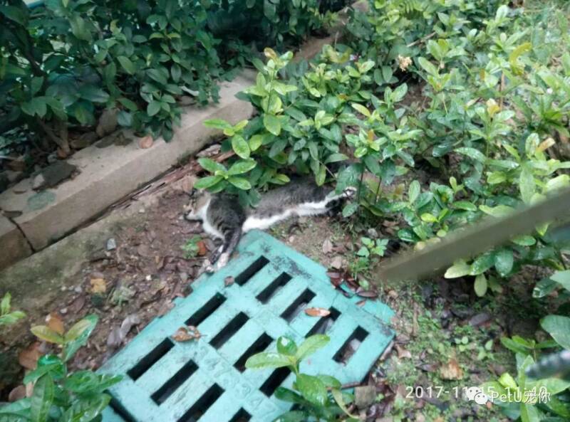 『小区里投毒毒死上百只猫狗』看到有人投毒请你这样做！