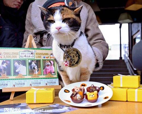 日本明星猫猫站长阿玉去世曾一年为和歌山县带来11日元经济