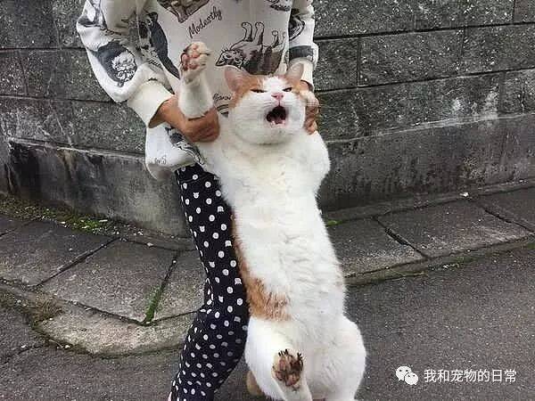 猫咪强行将猫咪抱回家，到家后猫咪一直黑着个脸，看来是真的生气了！