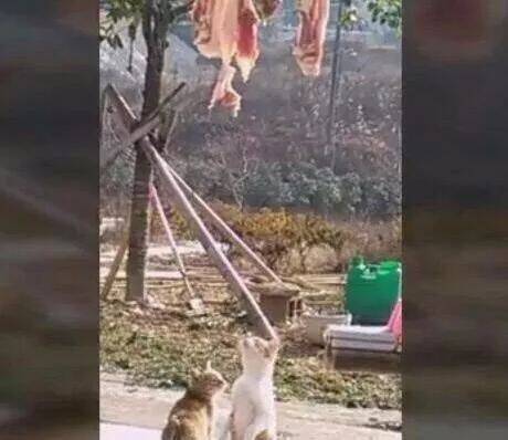 两只喵每天都惦记院子里面晒的肉，终于有一天，它们下手了……