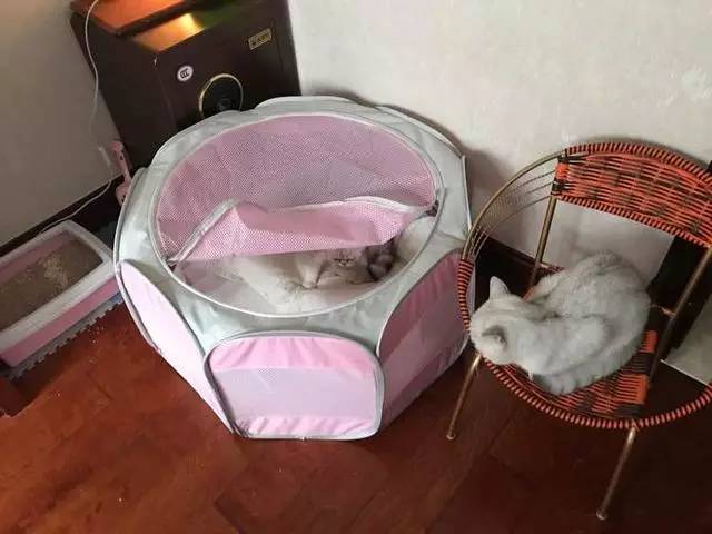 九个月的猫爸全程陪伴老婆生产，专注地看了整整三小时