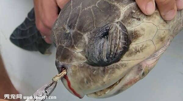 濒危榄蠵龟鼻孔中夹出塑料吸管