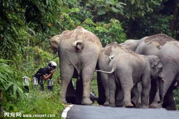 摩托车从大象身边开过 大象立刻围攻