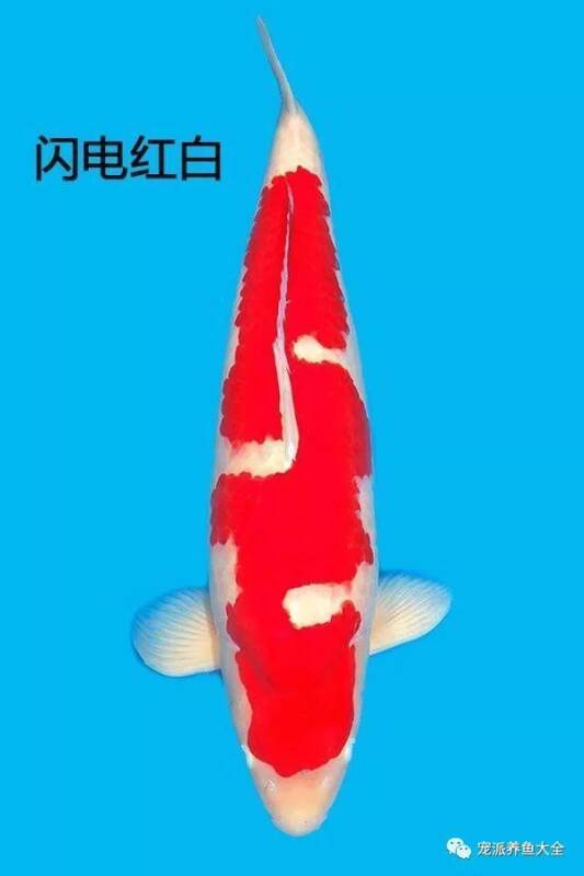 【每日一鱼】闪电红白锦鲤，在鱼群中非常醒目！~