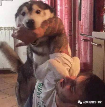 主人下班回家突然遭到哈士奇的暴打，竟是这个原因......