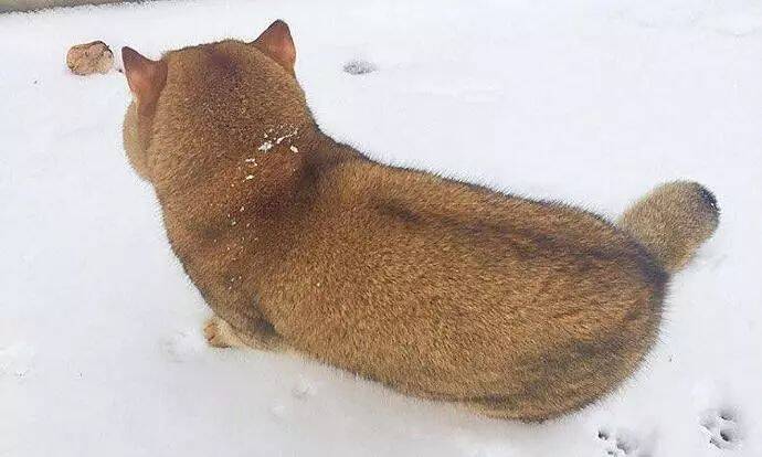 看背影以为是柴犬，转身后才知是胖成狗的喵皇
