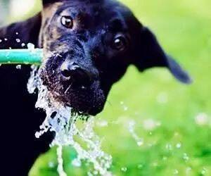 狗狗喝什么水好？狗不喝水我们怎么办?