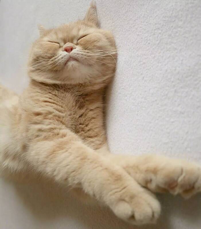 喜欢睡觉的霓虹小橘猫mugi，这不就是周一的你吗？