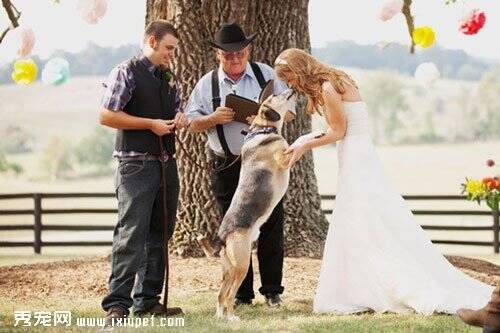 狗狗在婚礼中的10个角色，你家宝贝适合哪一个？