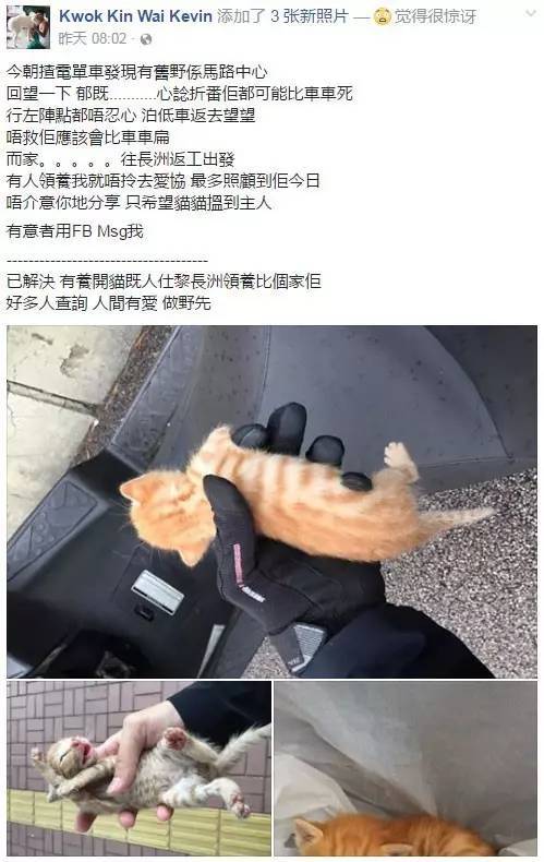 小猫误入车流，命悬一线，路过的骑手看到后，冒着危险这样做...