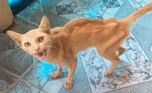 4个月前救了一只瘦骨如柴的猫，现在看却是另一个画风了