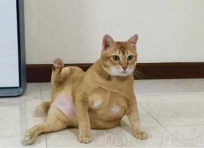 这只名叫Mok的大橘猫，每天一吃饱就会摆出这个酷酷的姿势……