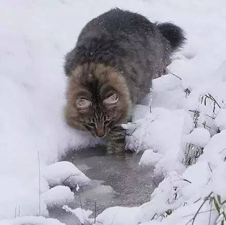 俄罗斯的挪威森林猫霸气十足，气场两米五，它可能叫鳌拜！