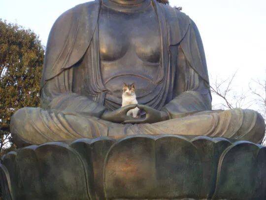 寺庙里这只猫喜欢在如来佛祖手掌睡觉，莫非是座下金蝉童喵？