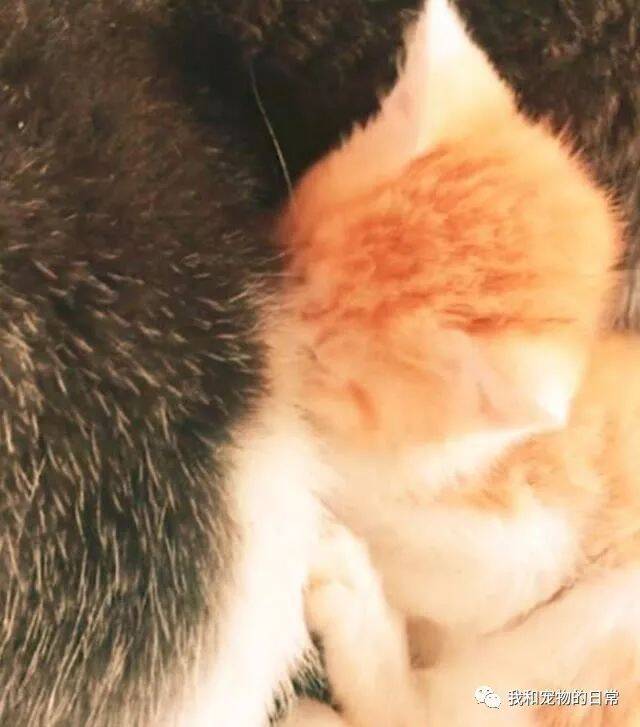 主人把刚买回来的小猫咪，放到熟睡的哈士奇怀里，二哈醒来后满脸写着震惊啊！