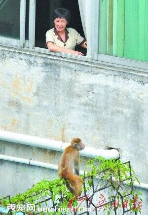 居民区上演真实版＂大圣归来＂猴子怀抱小猫做宠物