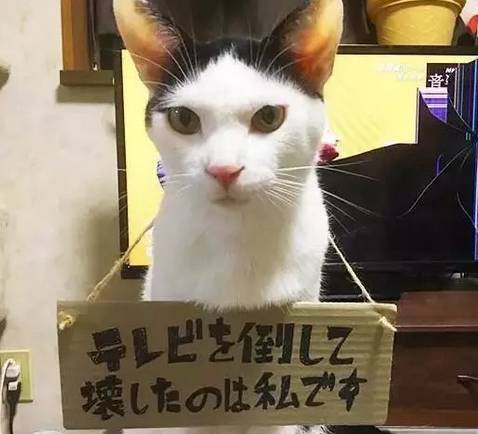 猫咪摔坏电视，被主人关押起来，然而这货依然不知悔改