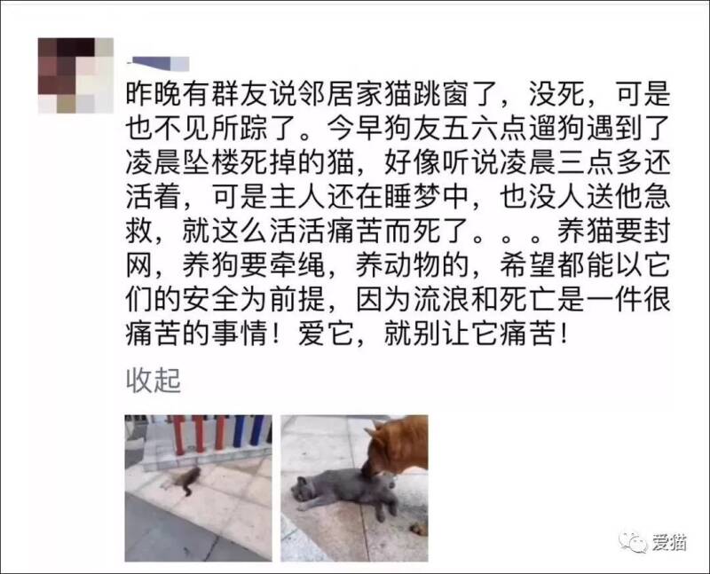 “我邻居的猫跳窗，活活摔死了。”