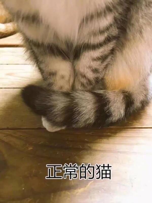 怎么从猫的下半身分辨胖与瘦？哈哈哈哈...没毛病！