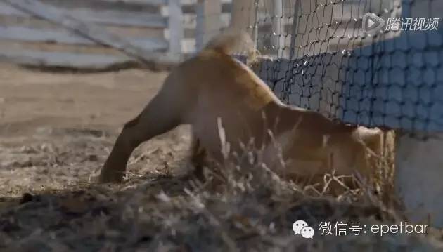 犬马情看哭好多人，只有爱狗的人才懂