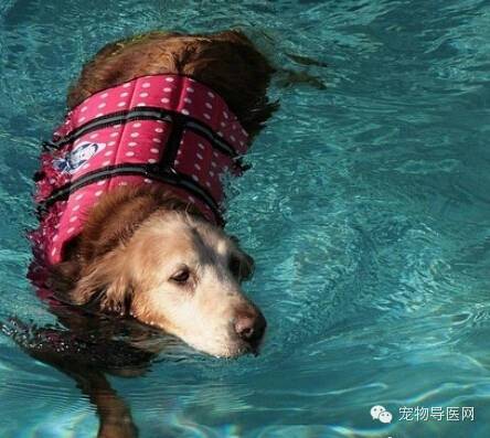 夏季，有空带狗狗去游游泳吧，绝对好处多多！