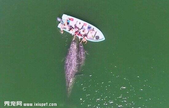 墨西哥灰鲸母子亲近游客 享受被抚摸