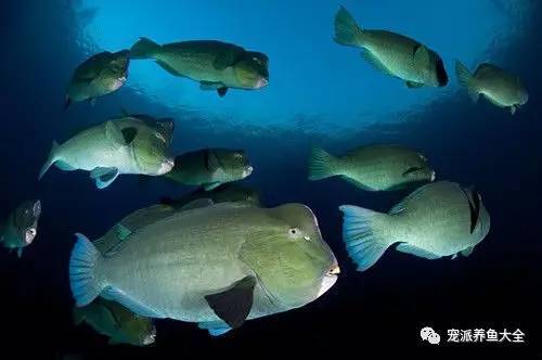 每日一鱼 | 调皮鹦鹉鱼爱抢镜拍照 是生态平衡保护者
