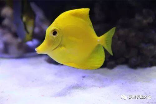 【每日一鱼】黄色的“微笑天使”：黄金吊！~