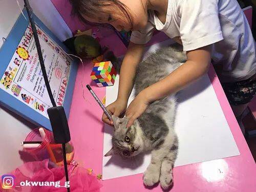 老师布置作业让小女孩画猫，幸亏家里有猫···
