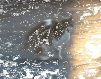 第一次上冰地的喵咪，懵逼了....哈哈哈！