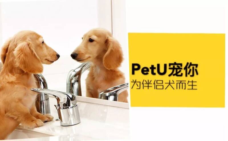 【有钱不赚】为啥宠物店就是不帮我的狗洗澡？