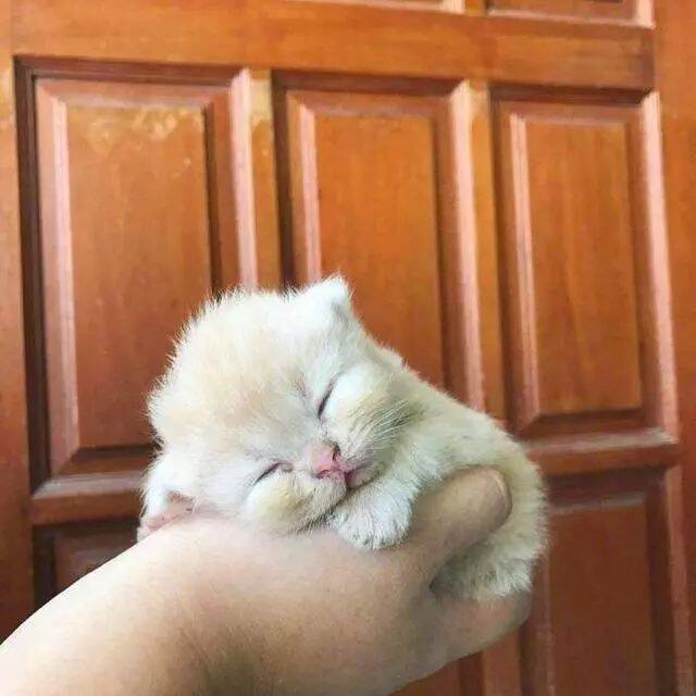 小奶猫趴在手掌上睡着了，好萌，网友：好小啊！