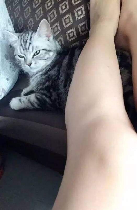 喵：“铲屎的，朕给你三秒钟，让你重新调整一下你的姿势！”