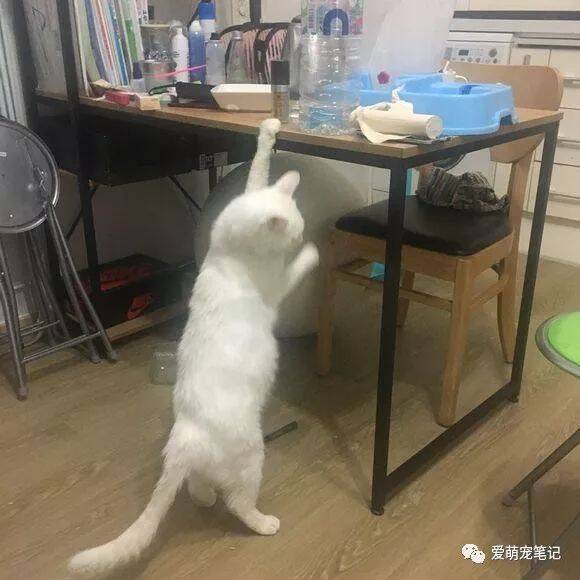 猫咪确诊为巨结肠，听到医生建议主人放弃治疗，它的反应让人心塞