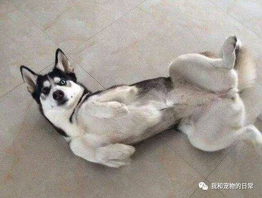 哈士奇跑到宠物店想偷吃人家的仓鼠，结果让店主直接抓住了！