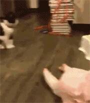 猫咪把小主人绊倒之后竟然还...