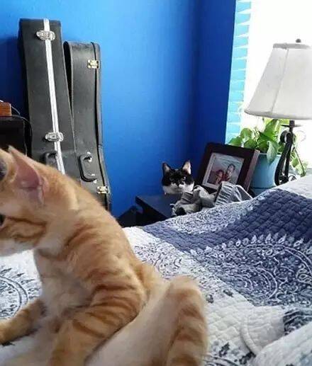 家里来了新猫，老猫的反应让人笑喷....