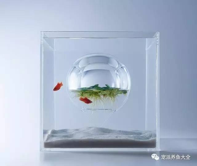 用3D打印将鱼缸造景回归单纯的平衡，别忘了鱼才是主角