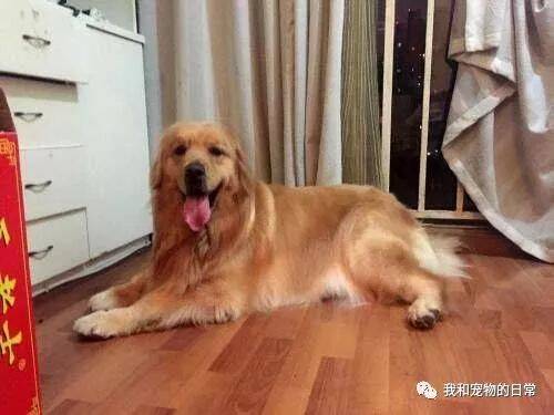 金毛吃醋主人陪女友不回家，第二天回到家的时候，主人傻眼了！