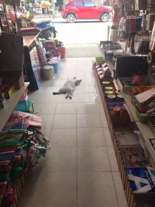 店里养的猫，还指望帮忙看店，都睡成猪了