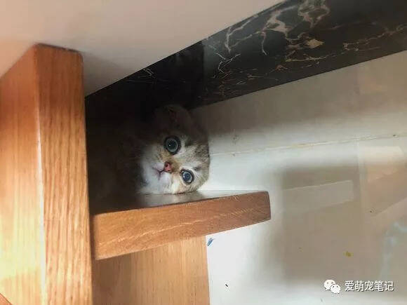 女子求助炖猫肉犯法吗？我看了眼她的一床被子，就算犯法我也包庇