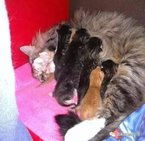 一只怀孕的猫妈跑来网友家生下了7只小奶猫，结果狗狗却全叼到自己的窝里！