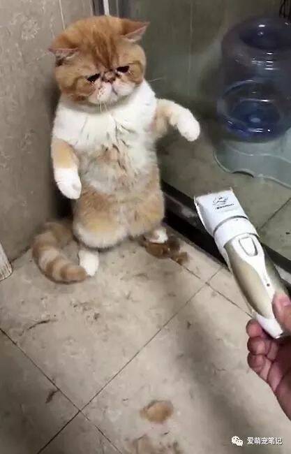 主人想给加菲剃毛，拿着剃毛机在猫咪面前晃悠，它的反应让人心疼