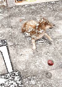 主人扔了个球让柴犬接，结果这浮夸的演技笑喷了....