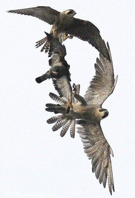 自然界的空战 两猎鹰上演空中搏斗夺食