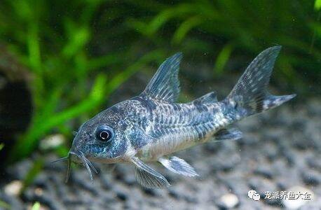 【每日一鱼】平时在底层水域活动的缸底鱼——花椒鼠！~
