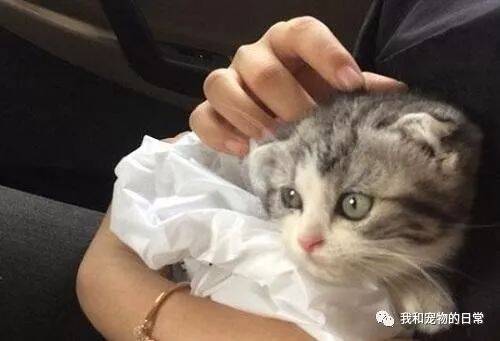 因为男友反对养猫并把猫扔了出去，女孩拒绝结婚，还把孩子给打掉了！