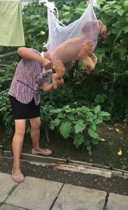 把泰迪放在妈妈家，看到她为给狗狗剪毛想出的妙招，忍不住笑翻了